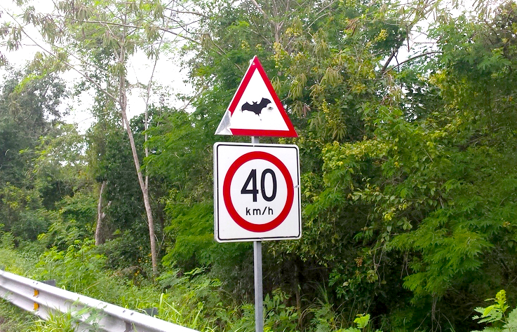 Happy Halloween:  How to Visit Yucatán’s Incredible Bat Tornado (Volcano).