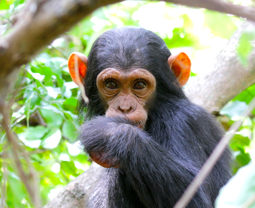 Trekking with Jane Goodall’s Chimpanzees