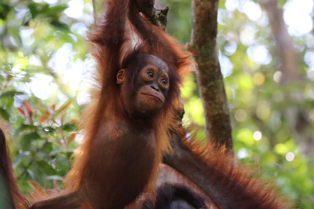 Orangutans in Borneo (Kalimantan)