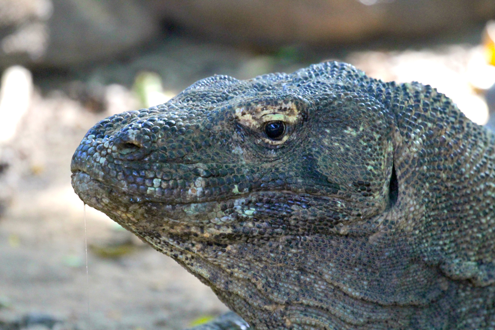 Dancing with Dragons: A Visit to Komodo Island