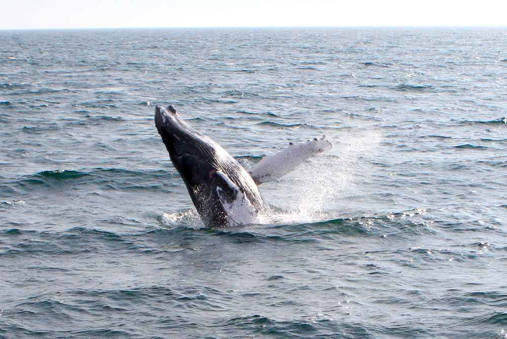 A humpback whale breaching off Cape Cod.