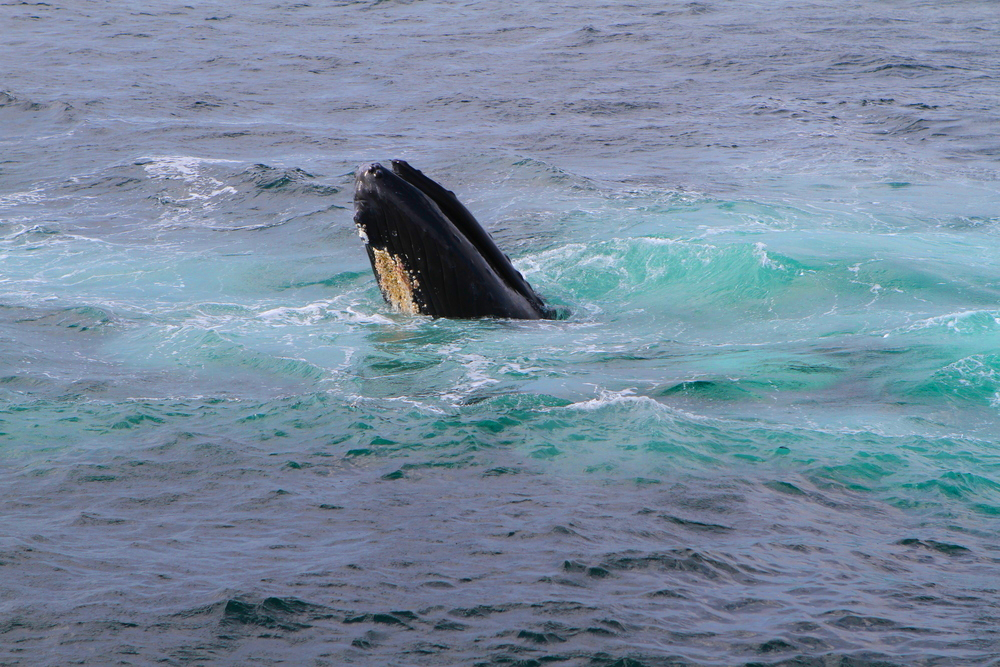 Humpback whale feeding.