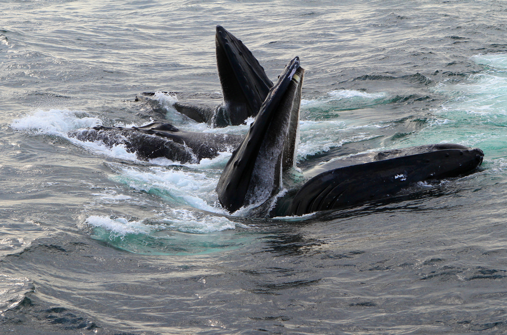 Whale Watching on Cape Cod: What Everyone Should Know